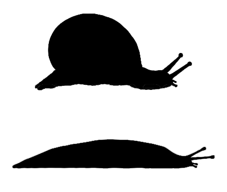 Difference between snail and slug