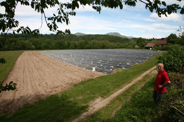Foto campo asparagi