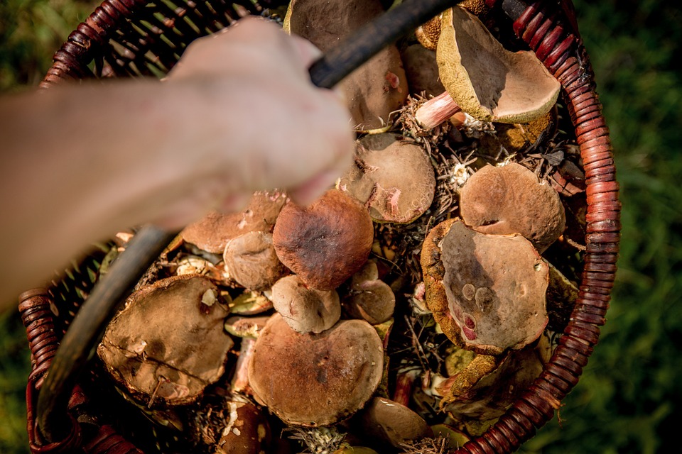 Mushroom hunting in Italy