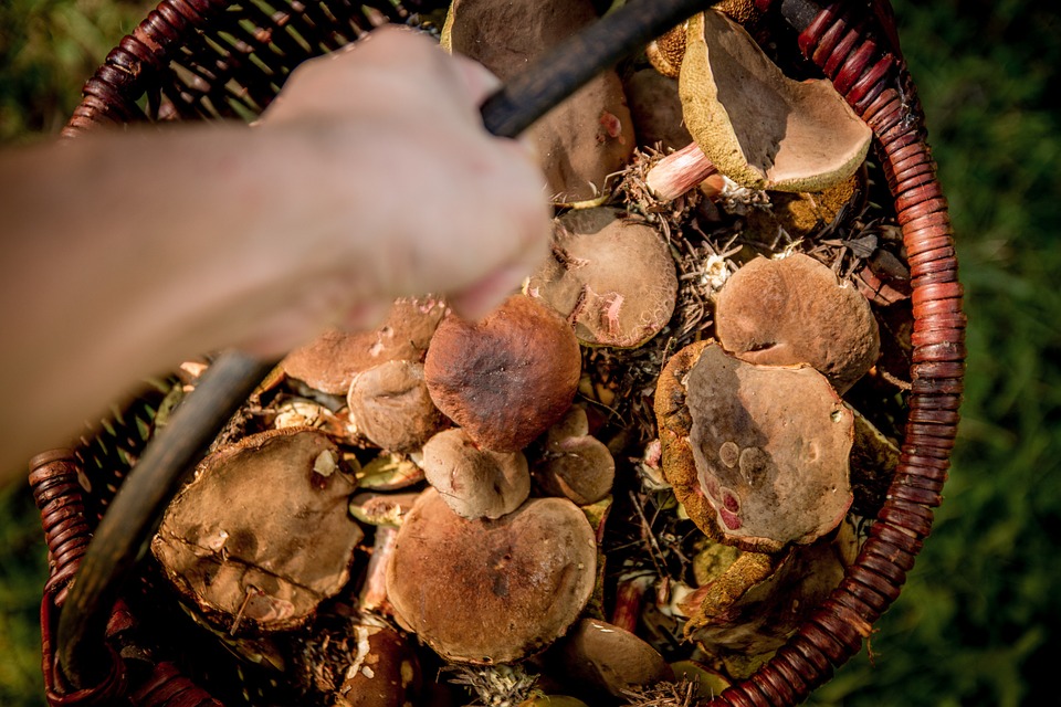 Mushroom hunting in Italy 1 Mushroom hunting in Italy