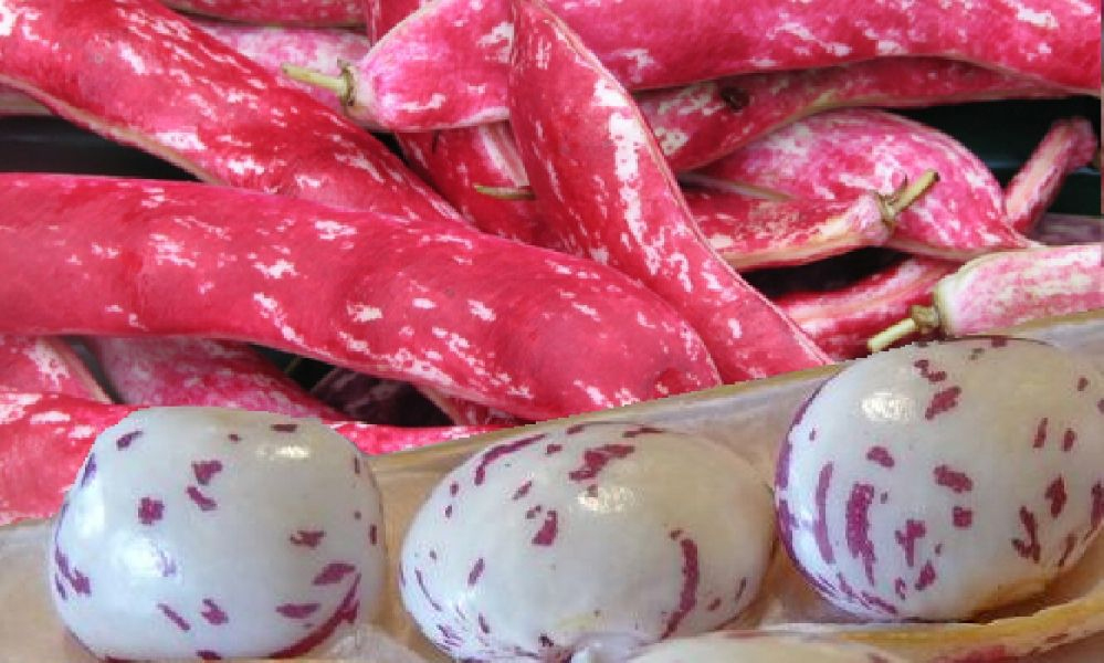 Legumes and Borlotti Beans from Gambolò