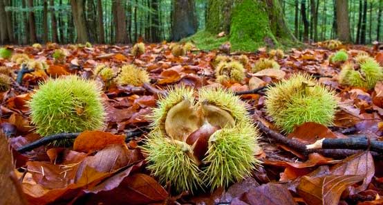 Chestnuts - the symbol of autumn