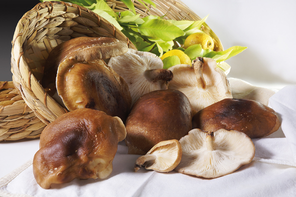 Shiitake mushroom benefits and properties